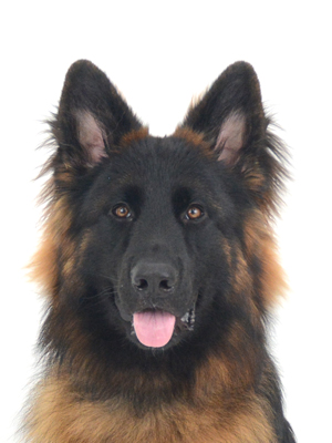動物プロダクション,ペットモデル,ペットタレント,モデル犬,タレント犬,ジャーマンシェパード,コニー