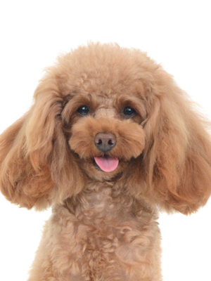 エムドッグス,動物プロダクション,ペットモデル,モデル犬,タレント犬,トイプードル,あい