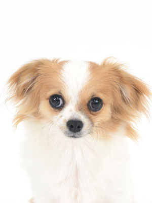 動物プロダクション,ペットモデル,ペットタレント,モデル犬,タレント犬,チワワ,こはる