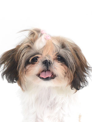 動物プロダクション,ペットモデル,ペットタレント,モデル犬,タレント犬,シーズー,あぽろ