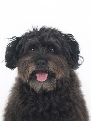 動物プロダクション,ペットモデル,ペットタレント,モデル犬,タレント犬,mix犬,Amelie,アメリ