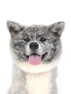 動物プロダクション,ペットモデル,ペットタレント,モデル犬,タレント犬,秋田犬,恋,れん