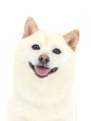 動物プロダクション,ペットモデル,ペットタレント,モデル犬,タレント犬,柴犬,ひな
