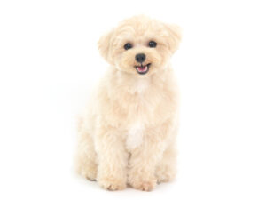 動物プロダクション,ペットモデル,ペットタレント,モデル犬,タレント犬,mix犬,ぷく