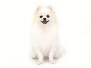 動物プロダクション,ペットモデル,モデル犬,タレント犬,ポメラニアン,陽菜,ひな