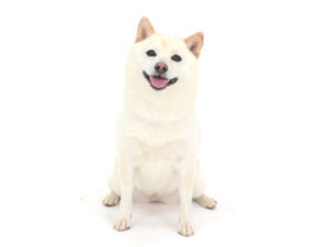 動物プロダクション,ペットモデル,ペットタレント,モデル犬,タレント犬,柴犬,ひな