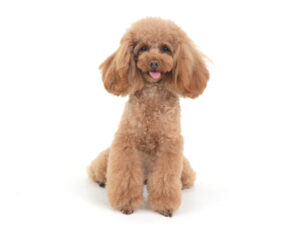 エムドッグス,動物プロダクション,ペットモデル,モデル犬,タレント犬,トイプードル,あい