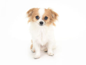 動物プロダクション,ペットモデル,ペットタレント,モデル犬,タレント犬,チワワ,こはる
