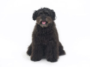 動物プロダクション,ペットモデル,ペットタレント,モデル犬,タレント犬,mix犬,Amelie,アメリ