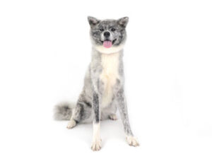 動物プロダクション,ペットモデル,ペットタレント,モデル犬,タレント犬,秋田犬,恋,れん