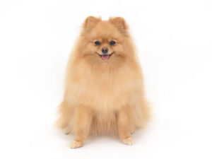 動物プロダクション,ペットモデル,モデル犬,タレント犬,ポメラニアン,由依,ゆい