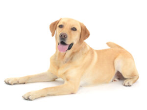 動物プロダクション,ペットモデル,ペットタレント,モデル犬,タレント犬,ラブラドールレトリバー,ノア