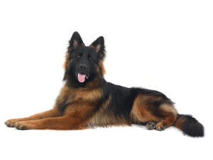 動物プロダクション,ペットモデル,ペットタレント,モデル犬,タレント犬,ジャーマンシェパード,コニー
