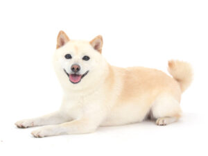 動物プロダクション,ペットモデル,ペットタレント,モデル犬,タレント犬,柴犬,ひな