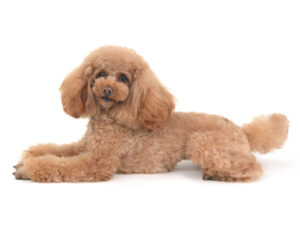 エムドッグス,動物プロダクション,ペットモデル,モデル犬,タレント犬,トイプードル,あい