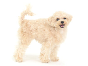 動物プロダクション,ペットモデル,ペットタレント,モデル犬,タレント犬,mix犬,ぷく