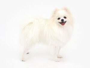 動物プロダクション,ペットモデル,モデル犬,タレント犬,ポメラニアン,陽菜,ひな