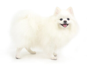 エムドッグス,動物プロダクション,ペットモデル,モデル犬,タレント犬,ポメラニアン,もふりーぬ
