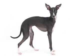 エムドッグス,動物プロダクション,ペットモデル,モデル犬,タレント犬,イタリアングレーハウンド,シエル