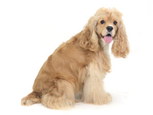 エムドッグス,動物プロダクション,ペットモデル,モデル犬,タレント犬,アメリカンコッカースパニエル,モネ