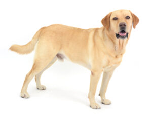 動物プロダクション,ペットモデル,ペットタレント,モデル犬,タレント犬,ラブラドールレトリバー,ノア