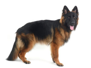 動物プロダクション,ペットモデル,ペットタレント,モデル犬,タレント犬,ジャーマンシェパード,コニー