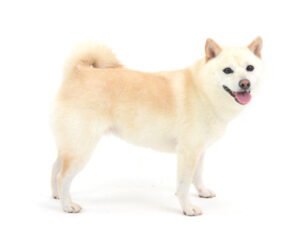 動物プロダクション,ペットモデル,ペットタレント,モデル犬,タレント犬,柴犬,ひな