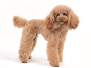 エムドッグス,動物プロダクション,ペットモデル,モデル犬,タレント犬,トイプードル,あい