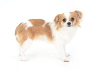 動物プロダクション,ペットモデル,ペットタレント,モデル犬,タレント犬,チワワ,こはる