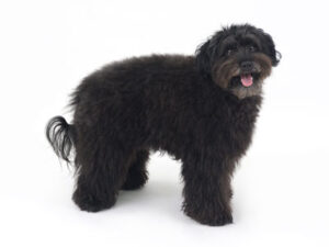 動物プロダクション,ペットモデル,ペットタレント,モデル犬,タレント犬,mix犬,Amelie,アメリ