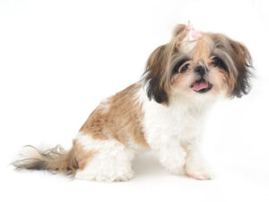 動物プロダクション,ペットモデル,ペットタレント,モデル犬,タレント犬,シーズー,あぽろ