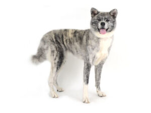 動物プロダクション,ペットモデル,ペットタレント,モデル犬,タレント犬,秋田犬,恋,れん