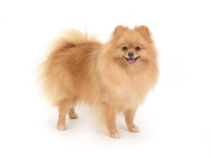 動物プロダクション,ペットモデル,モデル犬,タレント犬,ポメラニアン,由依,ゆい