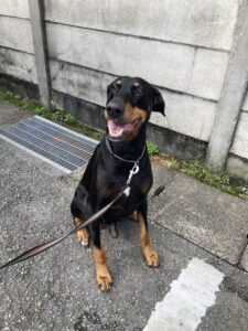 撮影,動物プロダクション,ペットモデル,ペットタレント,モデル犬,タレント犬,ドーベルマン,アンドリュー