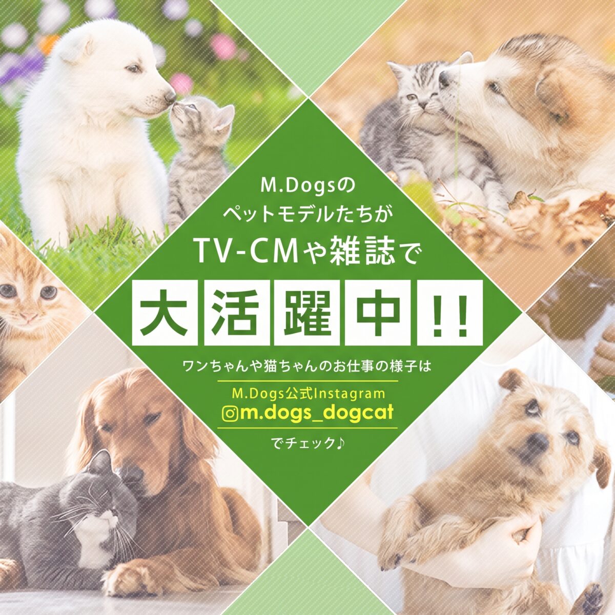 動物プロダクション エムドッグスの出演情報です 撮影に特化した専門プロの動物プロダクションです 撮影に特化したプロトレーナーが全ての撮影現場に対応しています。