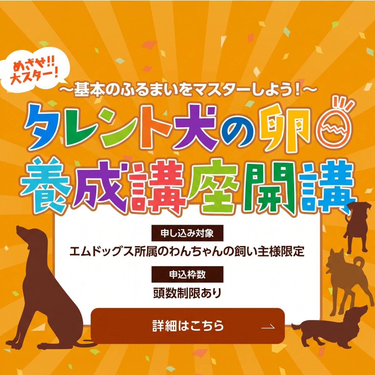 動物プロダクション エムドッグスのタレント犬育成講座です 撮影専門に特化したタレント犬のトレーニング講座です 撮影に特化したプロトレーナーが全ての撮影現場に対応しています。