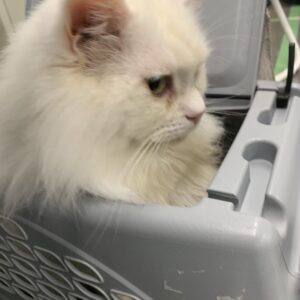 撮影,十六夜膳房,日本テレビ,ドラマDEEP,,動物プロダクション,ペットモデル,ペットタレント,モデル猫,タレント猫,マンチカン,雪,ゆき