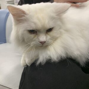 撮影,十六夜膳房,日本テレビ,ドラマDEEP,,動物プロダクション,ペットモデル,ペットタレント,モデル猫,タレント猫,マンチカン,雪,ゆき