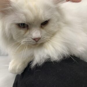 撮影,十六夜膳房,日本テレビ,ドラマDEEP,,動物プロダクション,ペットモデル,ペットタレント,モデル猫,タレント猫,マンチカン,雪,ゆき