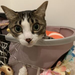 撮影,動物プロダクション,ペットモデル,ペットタレント,モデル猫,タレント猫,MIX猫,ナギ