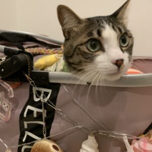 撮影,動物プロダクション,ペットモデル,ペットタレント,モデル猫,タレント猫,MIX猫,ナギ