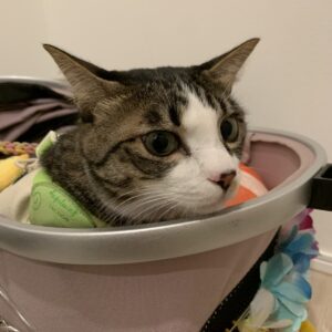撮影,動物プロダクション,ペットモデル,ペットタレント,モデル猫,タレント猫,MIX猫,ナギ