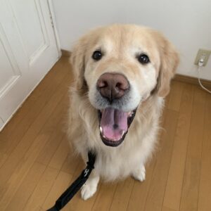撮影,動物プロダクション,ペットモデル,ペットタレント,モデル犬,タレント犬,ゴールデンレトリーバー,ジーニー