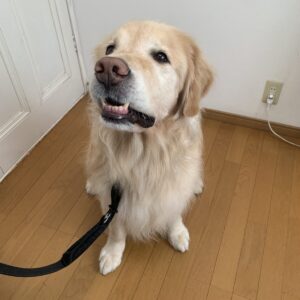 撮影,動物プロダクション,ペットモデル,ペットタレント,モデル犬,タレント犬,ゴールデンレトリーバー,ジーニー