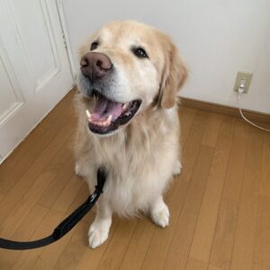 撮影,動物プロダクション,ペットモデル,ペットタレント,モデル犬,タレント犬,ゴールデンレトリーバー,ジーニー