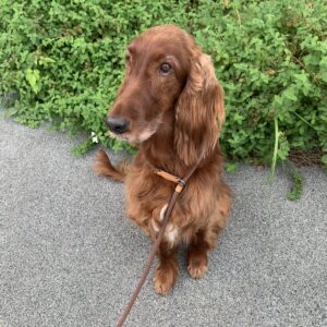 撮影,動物プロダクション,ペットモデル,ペットタレント,モデル犬,タレント犬,アイリッシュセッター,春夢,はるむ