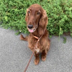 撮影,動物プロダクション,ペットモデル,ペットタレント,モデル犬,タレント犬,アイリッシュセッター,春夢,はるむ