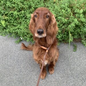 撮影,動物プロダクション,ペットモデル,ペットタレント,モデル犬,タレント犬,アイリッシュセッター,春夢,はるむ