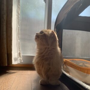 撮影,動物プロダクション,ペットモデル,ペットタレント,モデル猫,タレント猫,マンチカン,茶太郎,ちゃたろう