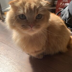 撮影,動物プロダクション,ペットモデル,ペットタレント,モデル猫,タレント猫,マンチカン,茶太郎,ちゃたろう